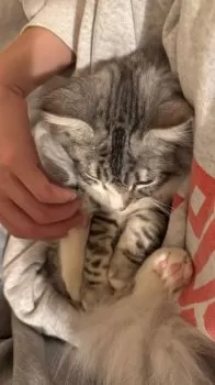 なた 様のお迎えした子猫