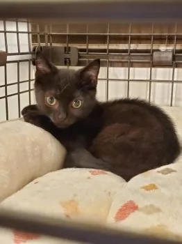 とも 様のお迎えした子猫