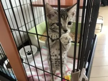TY 様のお迎えした子猫