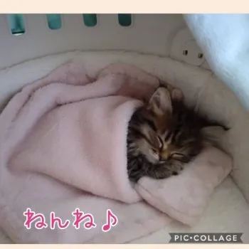 Moca 様のお迎えした子猫