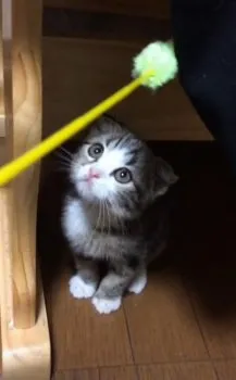 ちー 様のお迎えした子猫