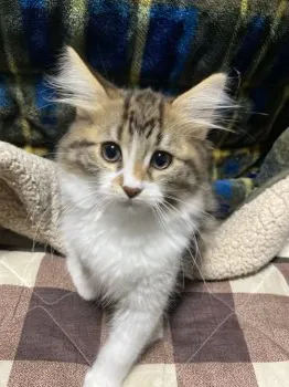 かーくん 様のお迎えした子猫