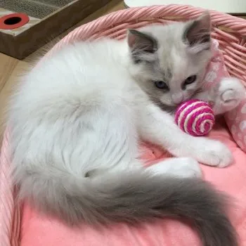 しのぶ 様のお迎えした子猫