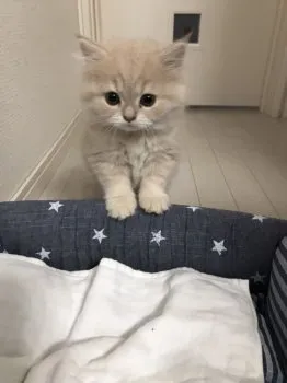 ぷんた 様のお迎えした子猫