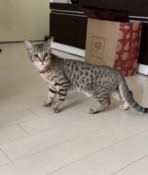 なる 様のお迎えした子猫