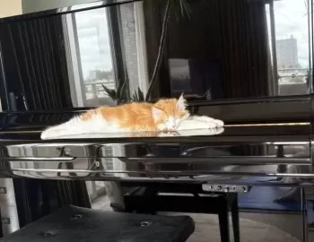 うかん 様のお迎えした子猫
