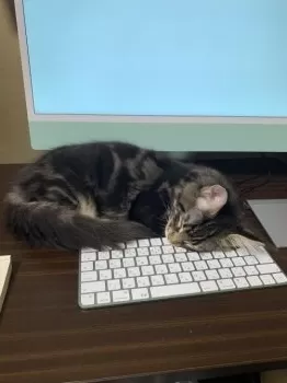 chin Jr. 様のお迎えした子猫