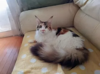 ア〜シェ 様のお迎えした子猫