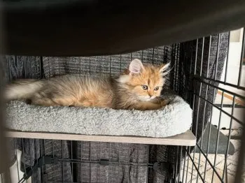 A.Y 様のお迎えした子猫