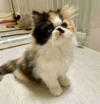 りこママ 様のお迎えした子猫