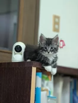 K.K 様のお迎えした子猫