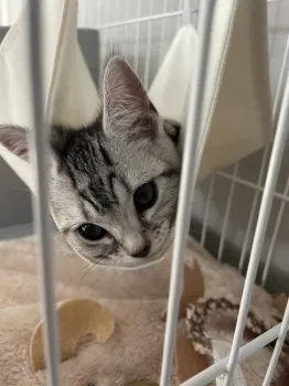 K.U 様のお迎えした子猫