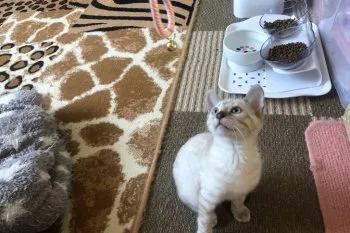 ヨシ 様のお迎えした子猫