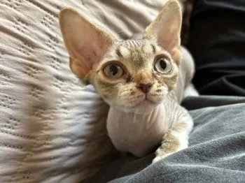 ゆっこ 様のお迎えした子猫