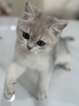 Akiiiira1989 様のお迎えした子猫