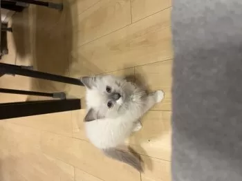 みーすけ 様のお迎えした子猫
