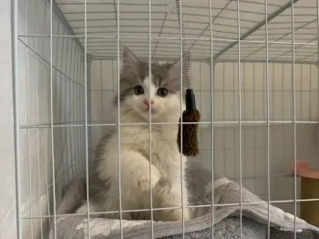 Y.M 様のお迎えした子猫