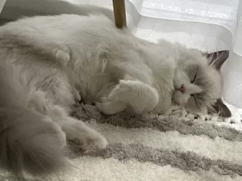 M.K 様のお迎えした子猫