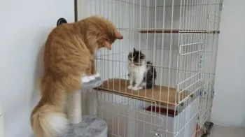 まみ 様のお迎えした子猫