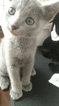 たいぱぱ 様のお迎えした子猫