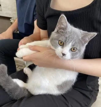 Yoko 様のお迎えした子猫