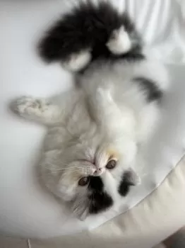 A.O 様のお迎えした子猫