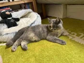 ゲンキちゃん 様のお迎えした子猫