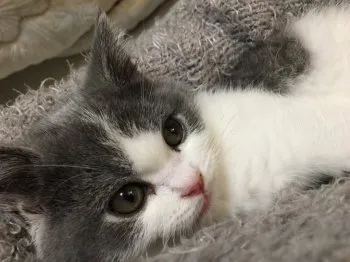 モモ姉さん 様のお迎えした子猫