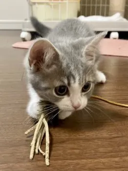 サクラサク 様のお迎えした子猫