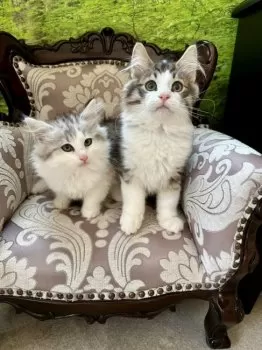 ひろ 様のお迎えした子猫