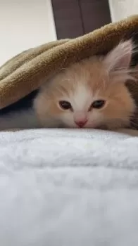C.Y 様のお迎えした子猫