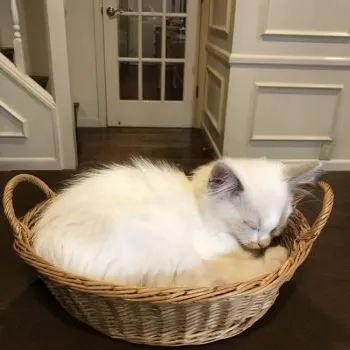 池田　はな 様のお迎えした子猫