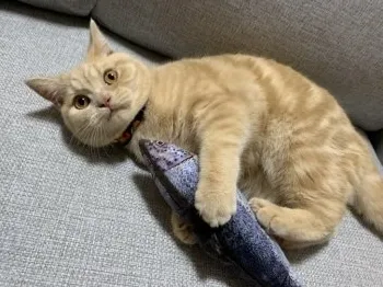 しじみさんら 様のお迎えした子猫