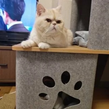 まる 様のお迎えした子猫