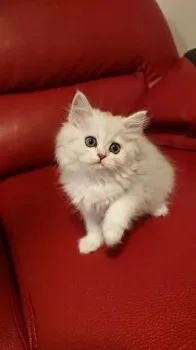 ぽん 様のお迎えした子猫