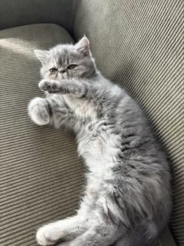 N.N 様のお迎えした子猫