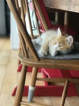 ちぃ 様のお迎えした子猫