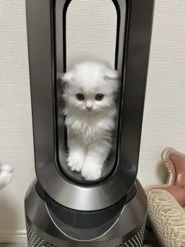 Y.I 様のお迎えした子猫