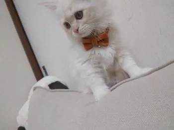 ありさ 様のお迎えした子猫