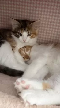 カナ 様のお迎えした子猫