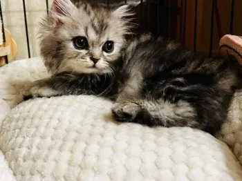 H.h 様のお迎えした子猫