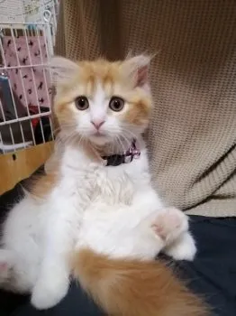 ちゃちゃ丸 様のお迎えした子猫