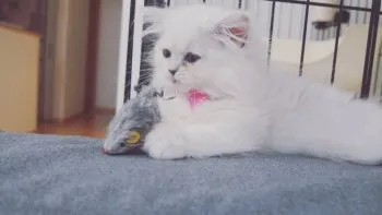 nao+ 様のお迎えした子猫