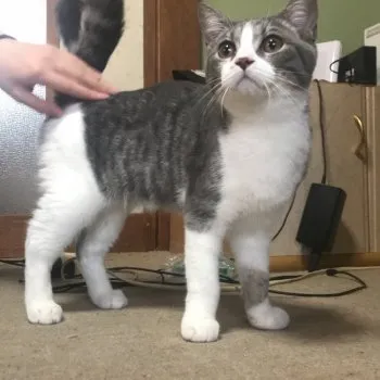 みさき 様のお迎えした子猫