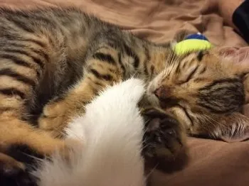 アクアの友達 様のお迎えした子猫