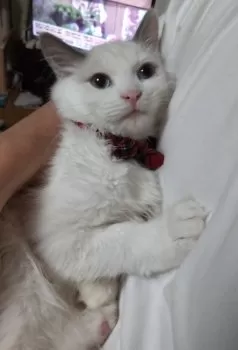 nonnon 様のお迎えした子猫
