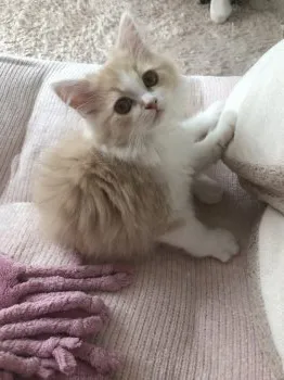 じゅんじゅん 様のお迎えした子猫