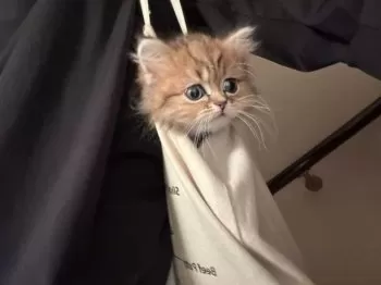 T.T 様のお迎えした子猫