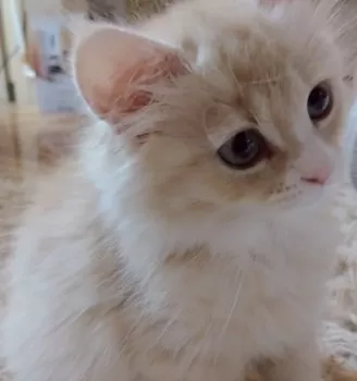 K.H.Y 様のお迎えした子猫