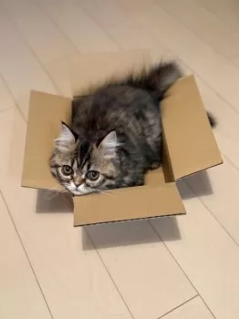 メイちゃん 様のお迎えした子猫